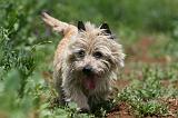 CAIRN TERRIER 571